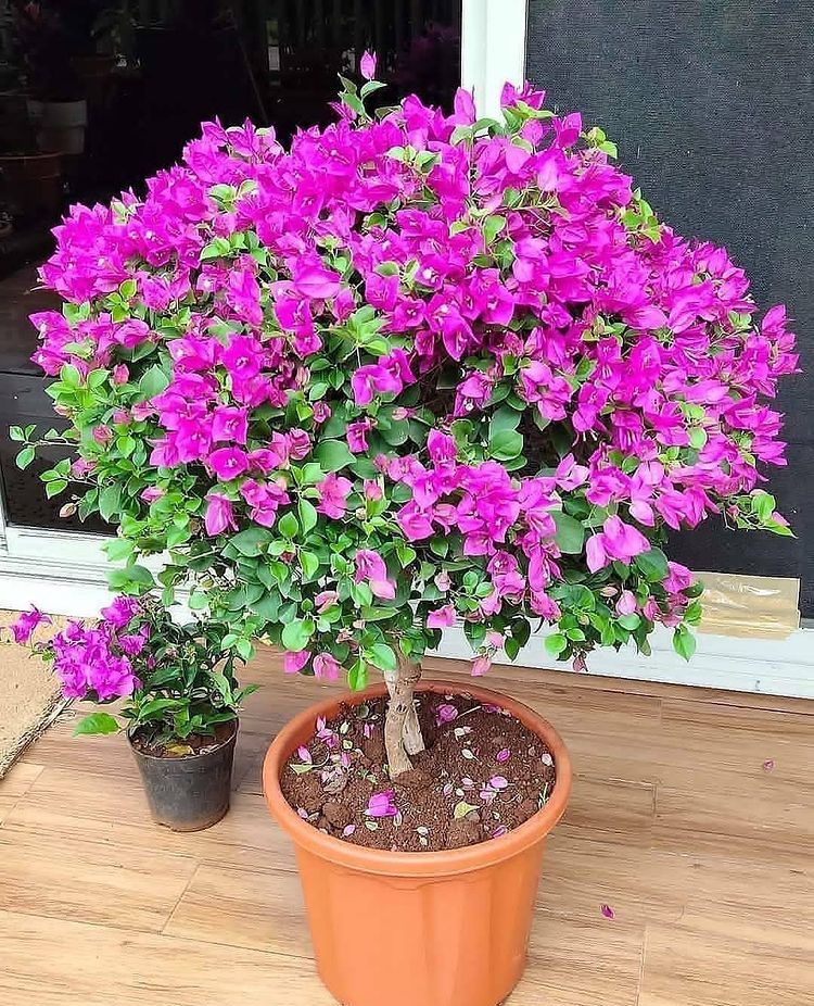 Bougainvillea Plant (Paper Hoovu)